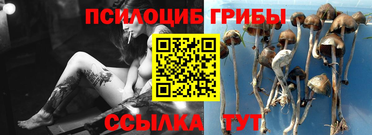 Псилоцибиновые грибы Cubensis Новозыбков